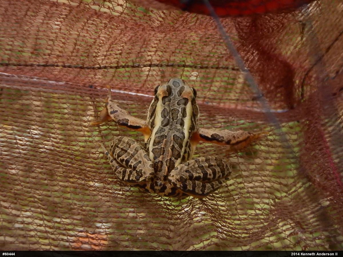 Pickerel Frog