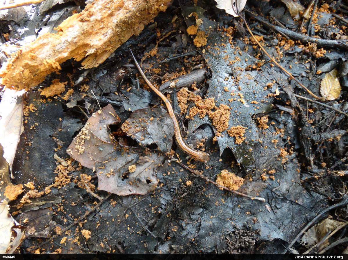 Eastern Red-backed  Salamander