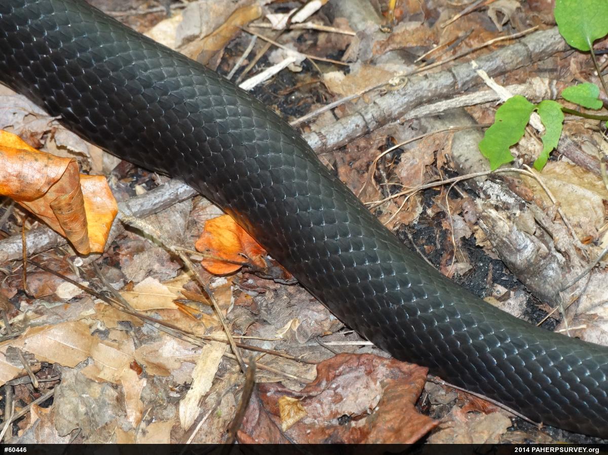 Eastern Ratsnake