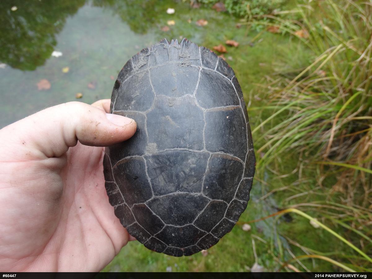 Painted Turtle