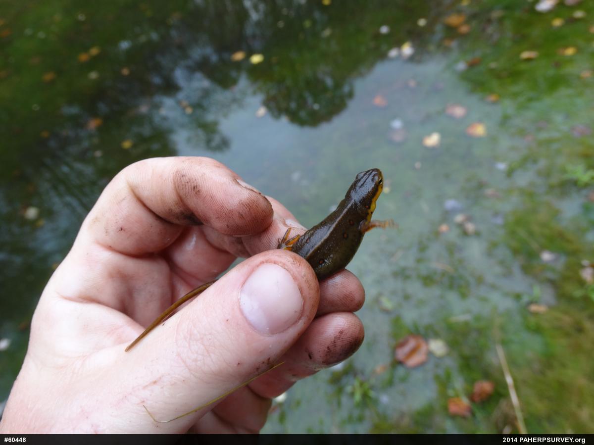 Red-spotted Newt