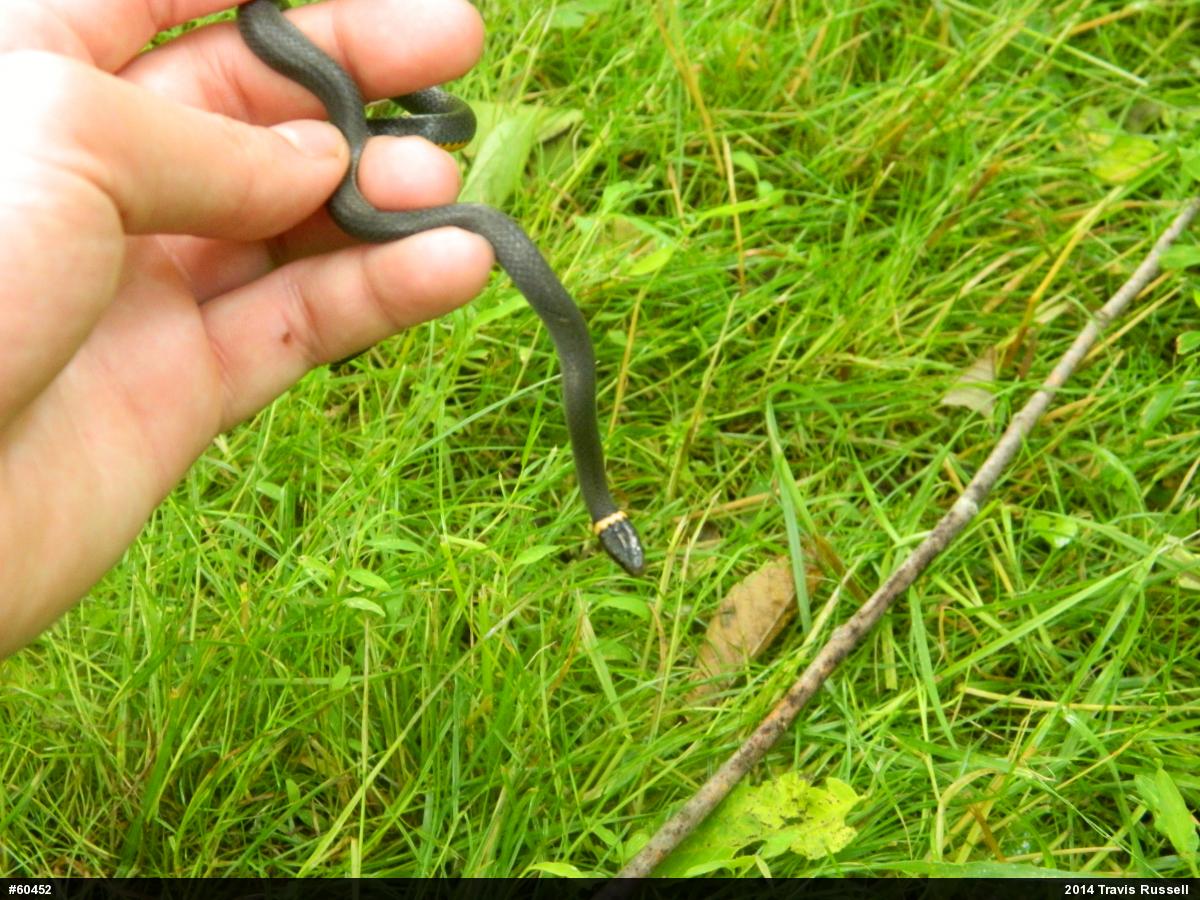 Northern Ring-necked Snake