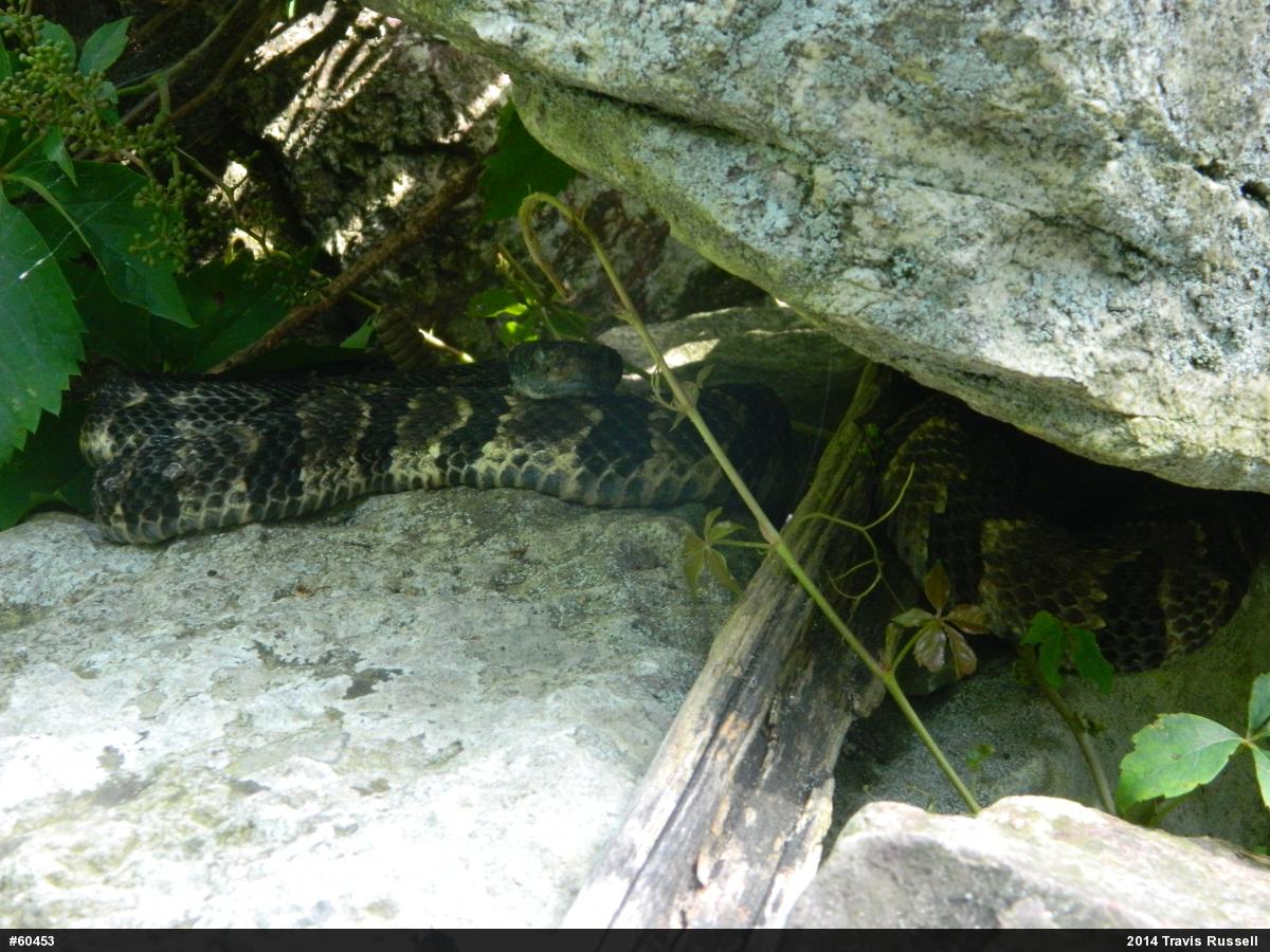 Timber Rattlesnake