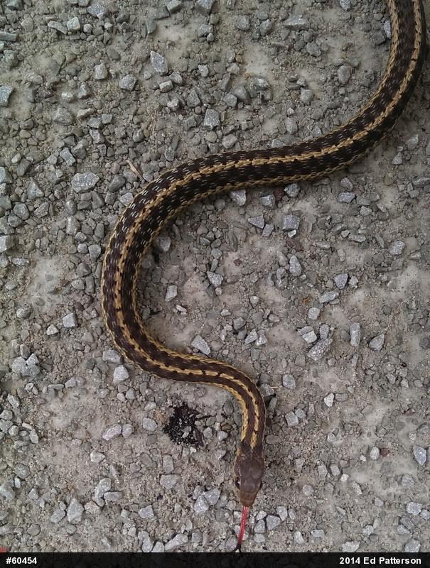 Eastern Gartersnake