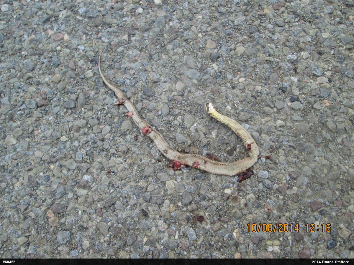 Eastern Gartersnake