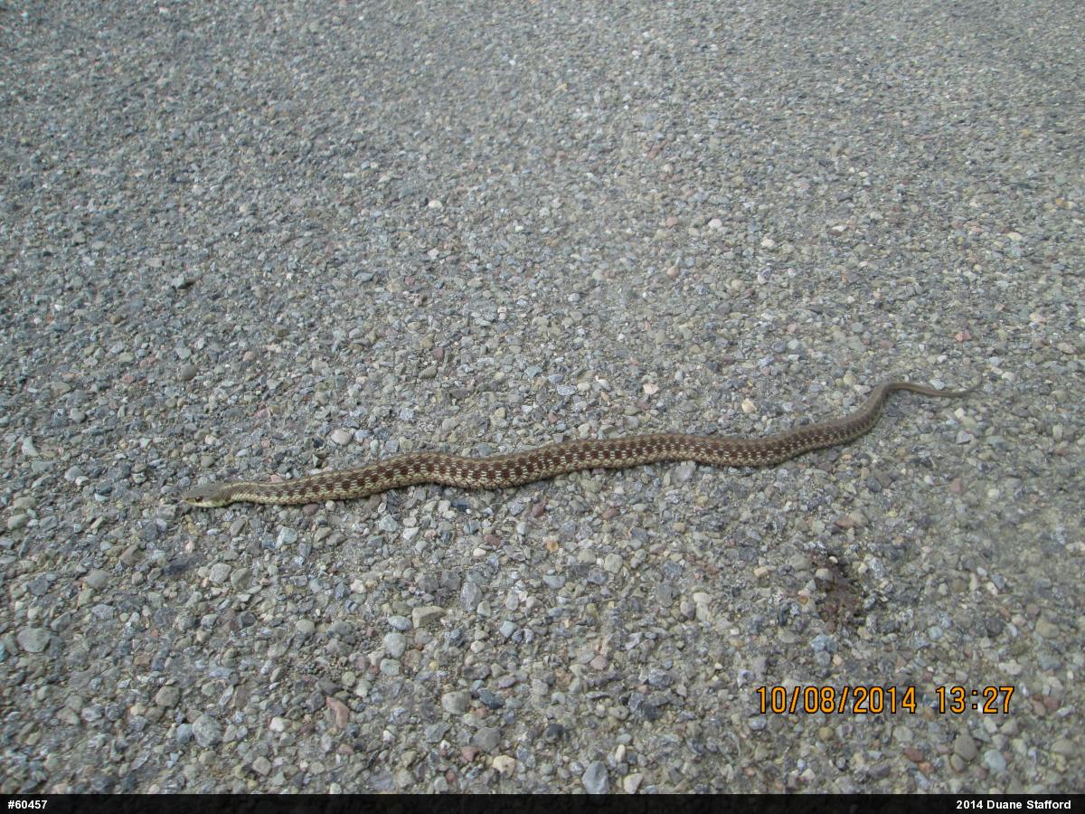 Eastern Gartersnake