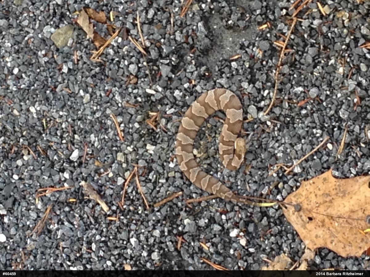 Northern Copperhead