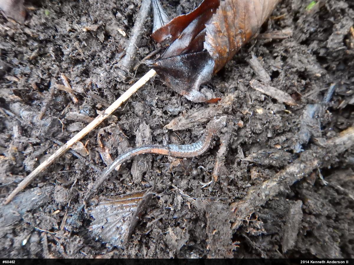 Eastern Red-backed  Salamander