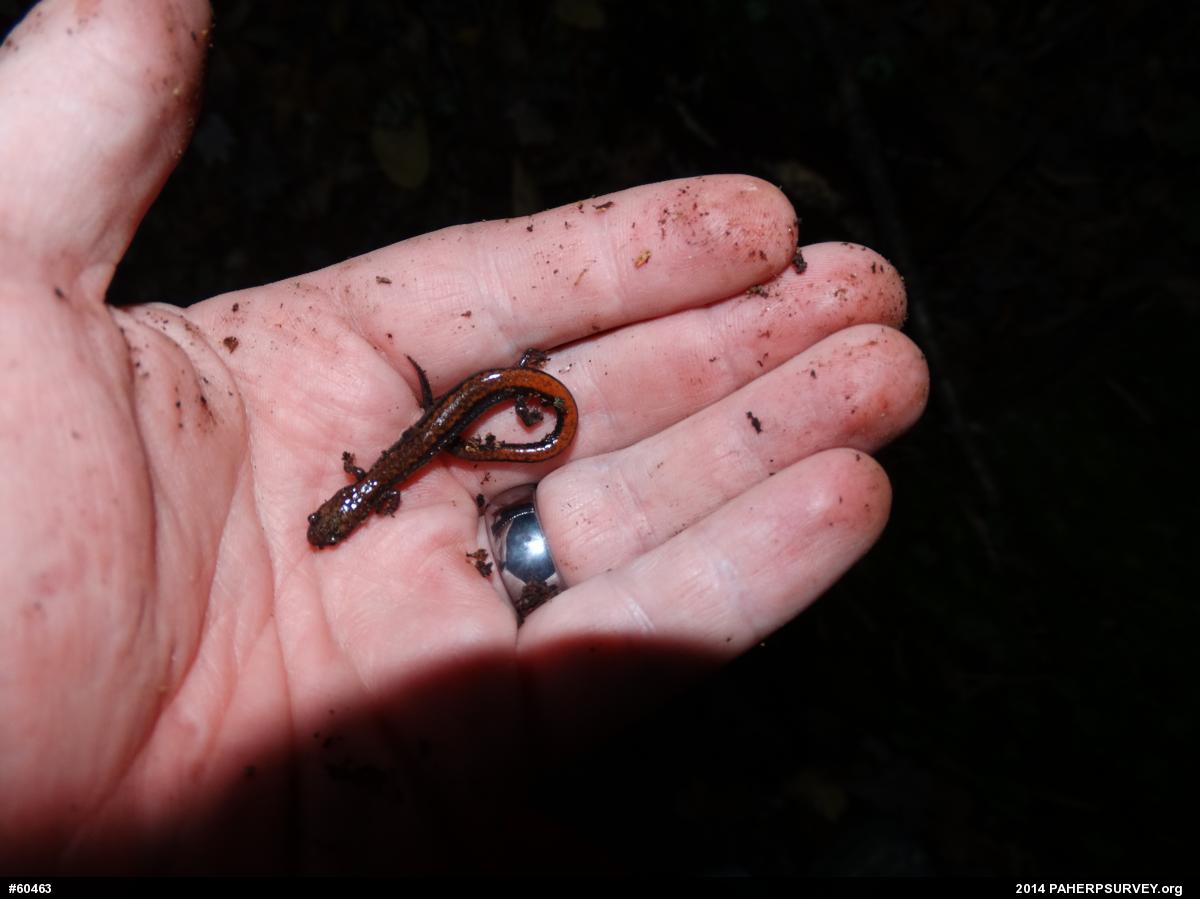 Eastern Red-backed  Salamander
