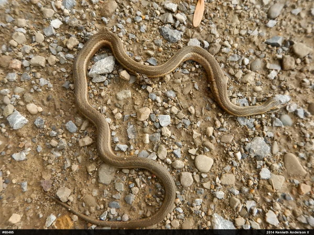 Shorthead Gartersnake