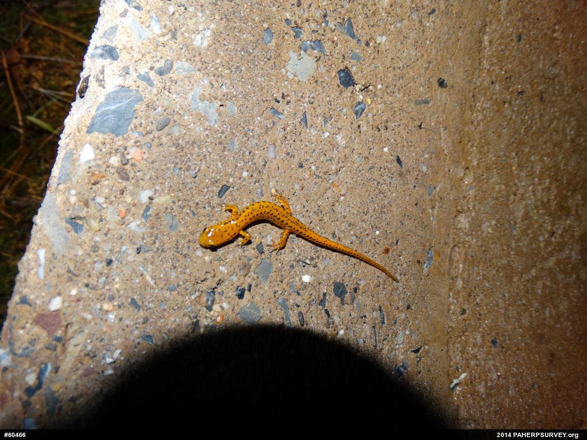 Eastern Long-tailed Salamander