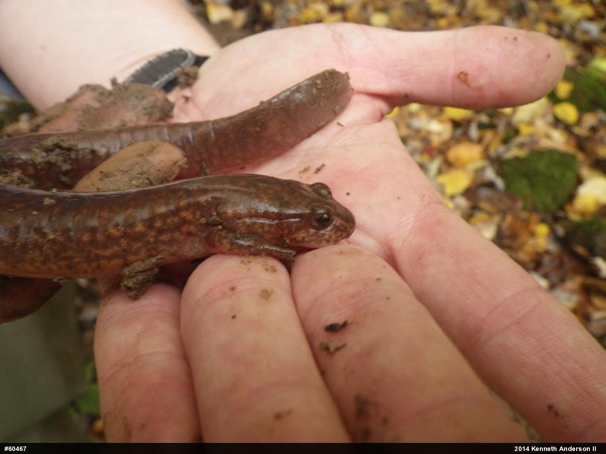 Northern Spring Salamander