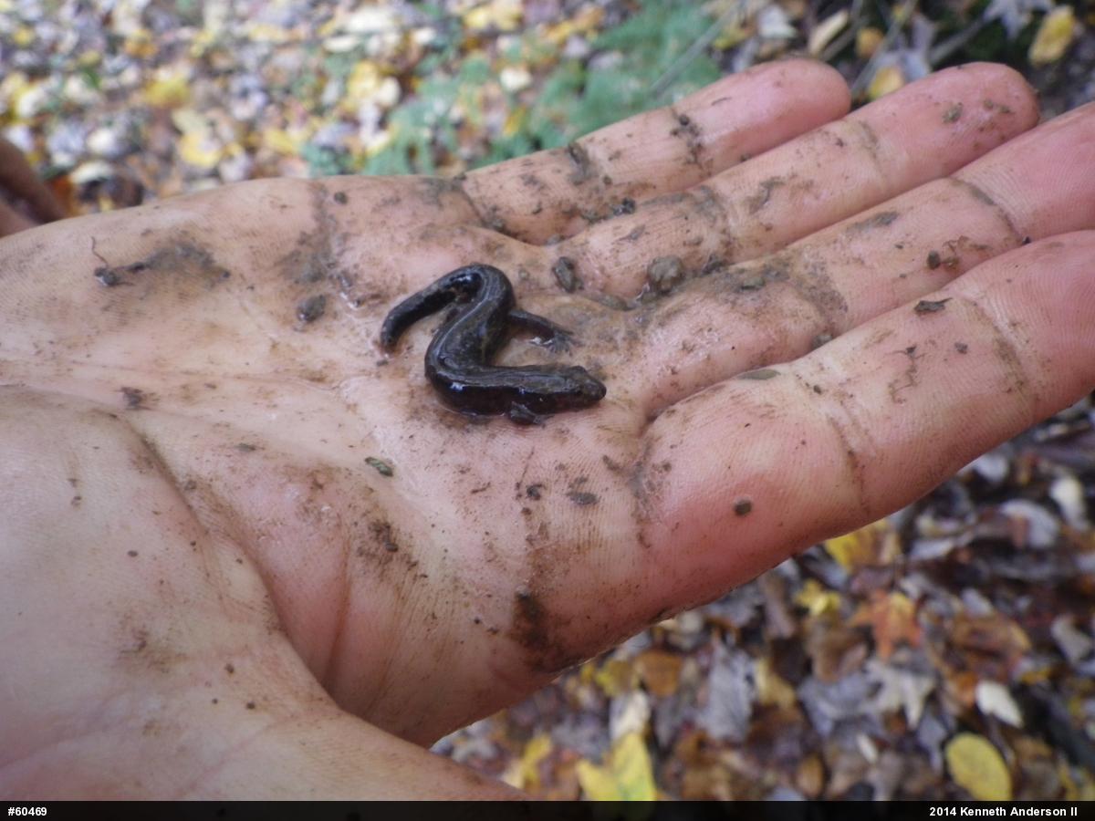 Allegheny Mountain Dusky Salamander