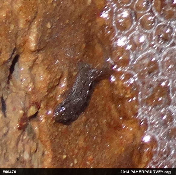 Northern Dusky Salamander