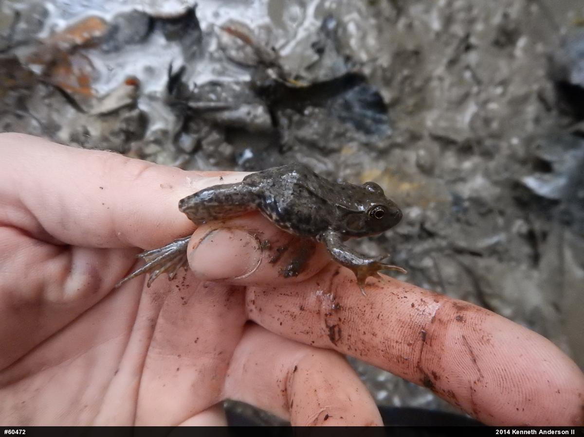 Green Frog
