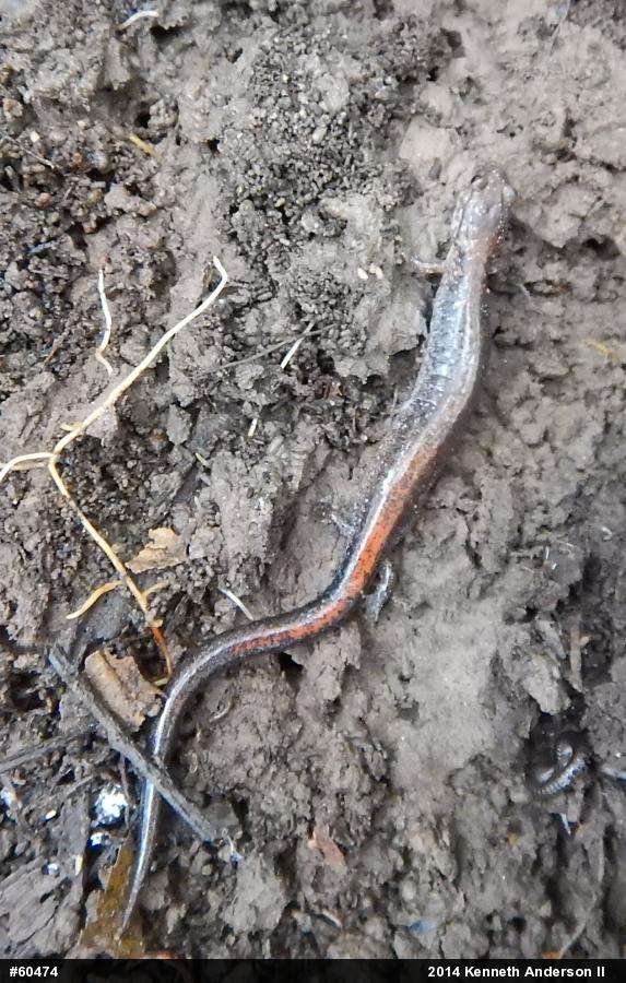 Eastern Red-backed  Salamander