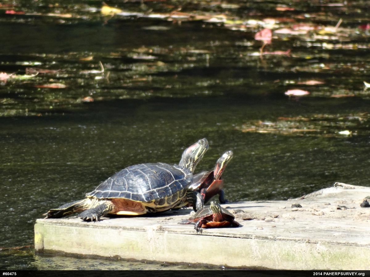 Painted Turtle