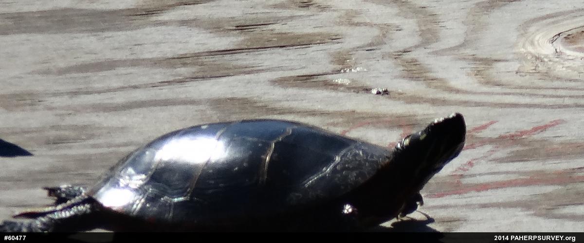 Eastern Painted Turtle