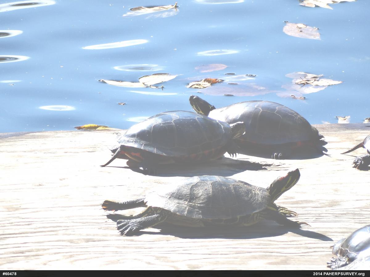 Red-eared Slider