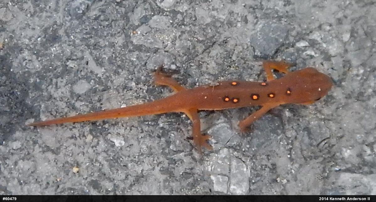 Red-spotted Newt