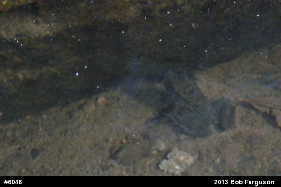Green Frog