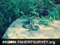 Northern Watersnake