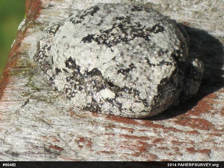 Unknown Gray Treefrog