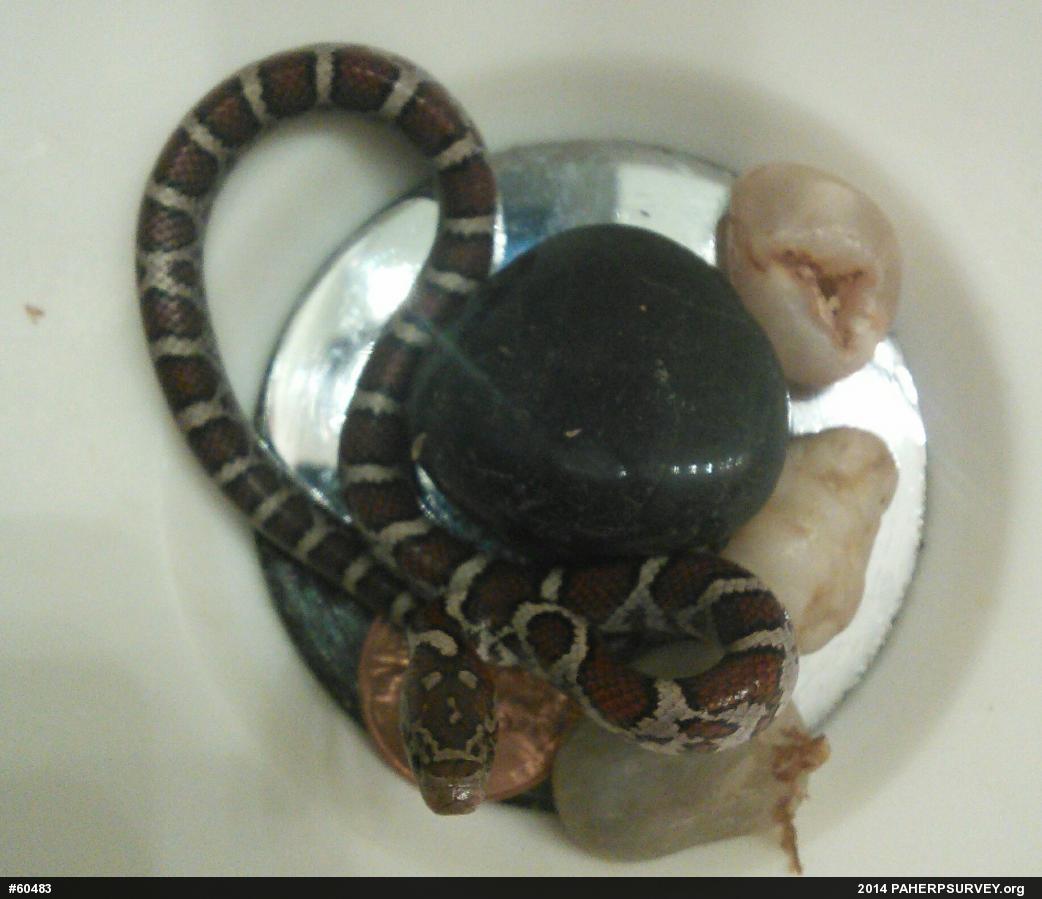 Eastern Milksnake