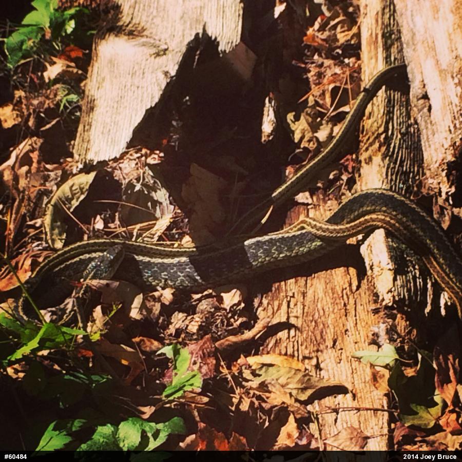 Eastern Gartersnake