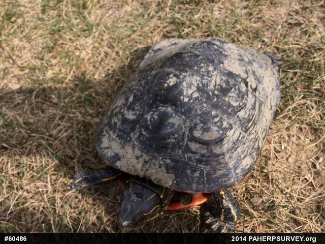 Painted Turtle
