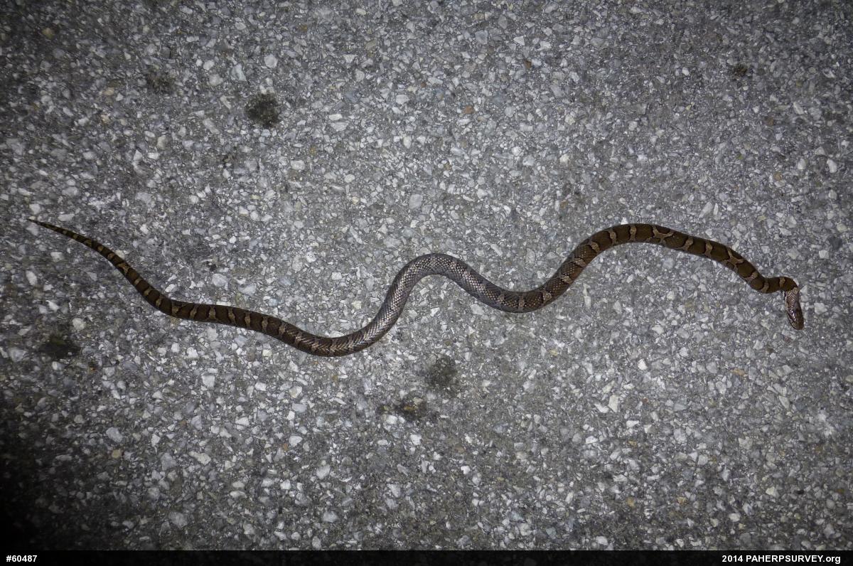 Eastern Milksnake