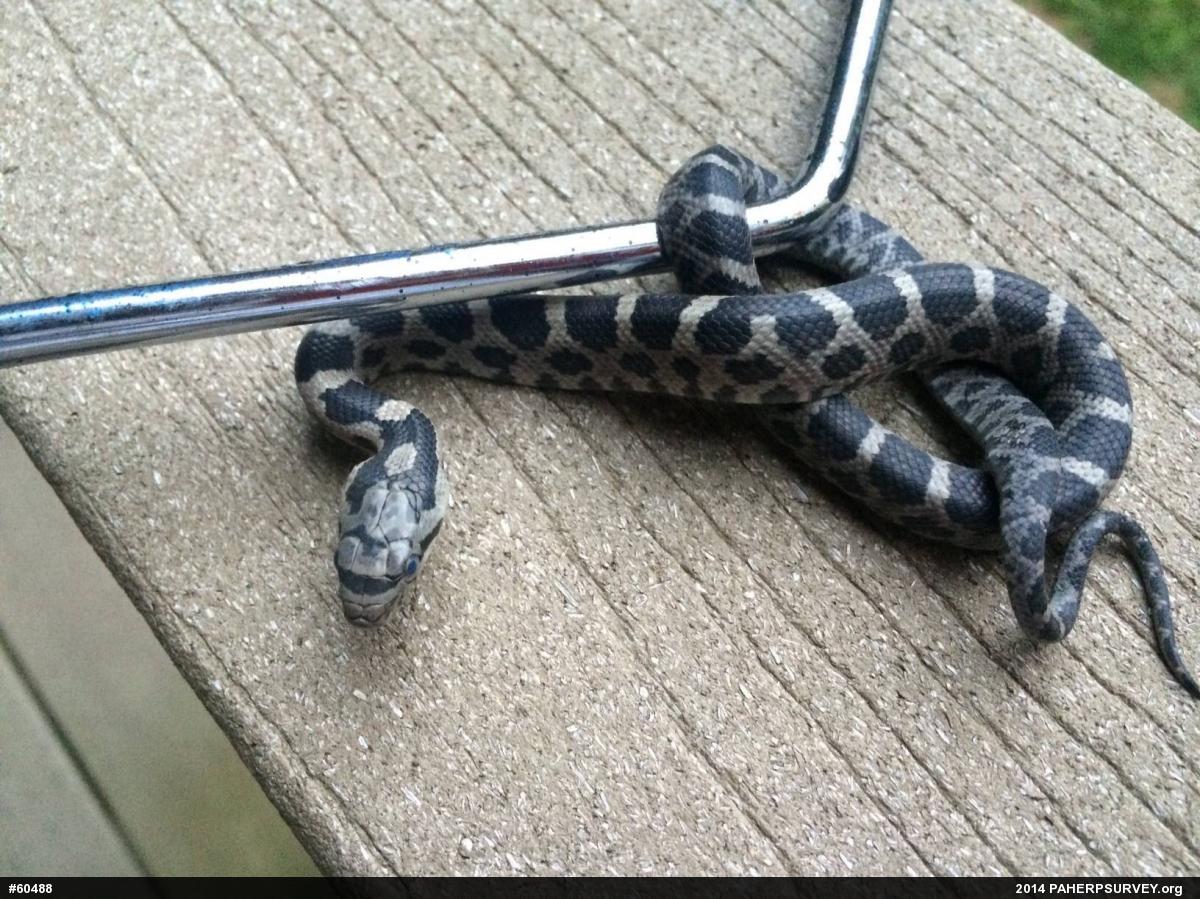 Eastern Ratsnake