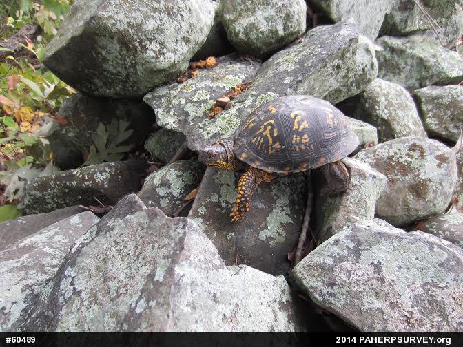 Eastern Box Turtle
