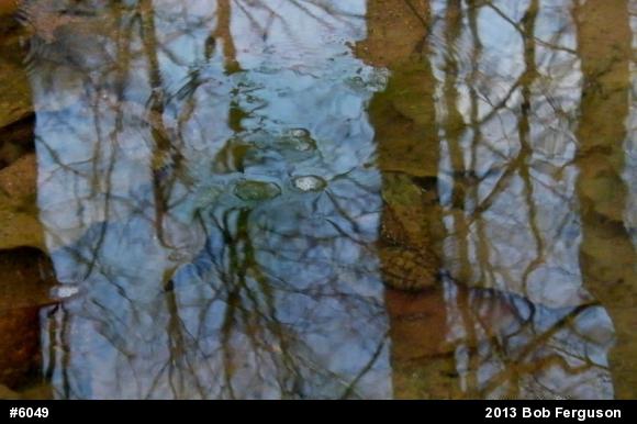 Green Frog