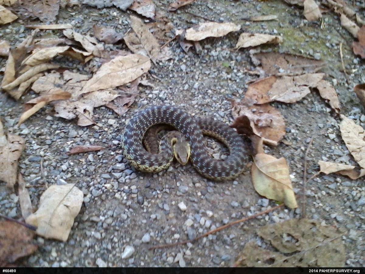 Eastern Gartersnake