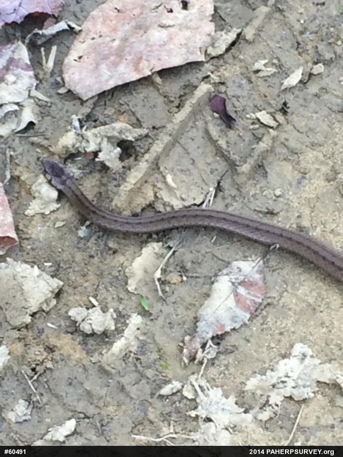 Dekay's Brownsnake