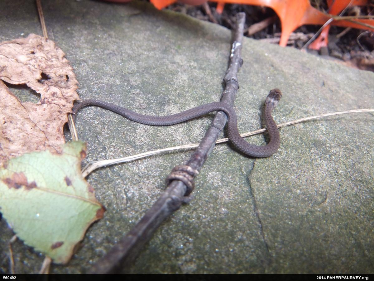 Dekay's Brownsnake