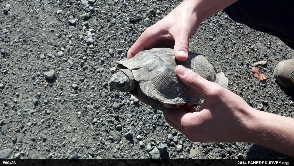 Wood Turtle