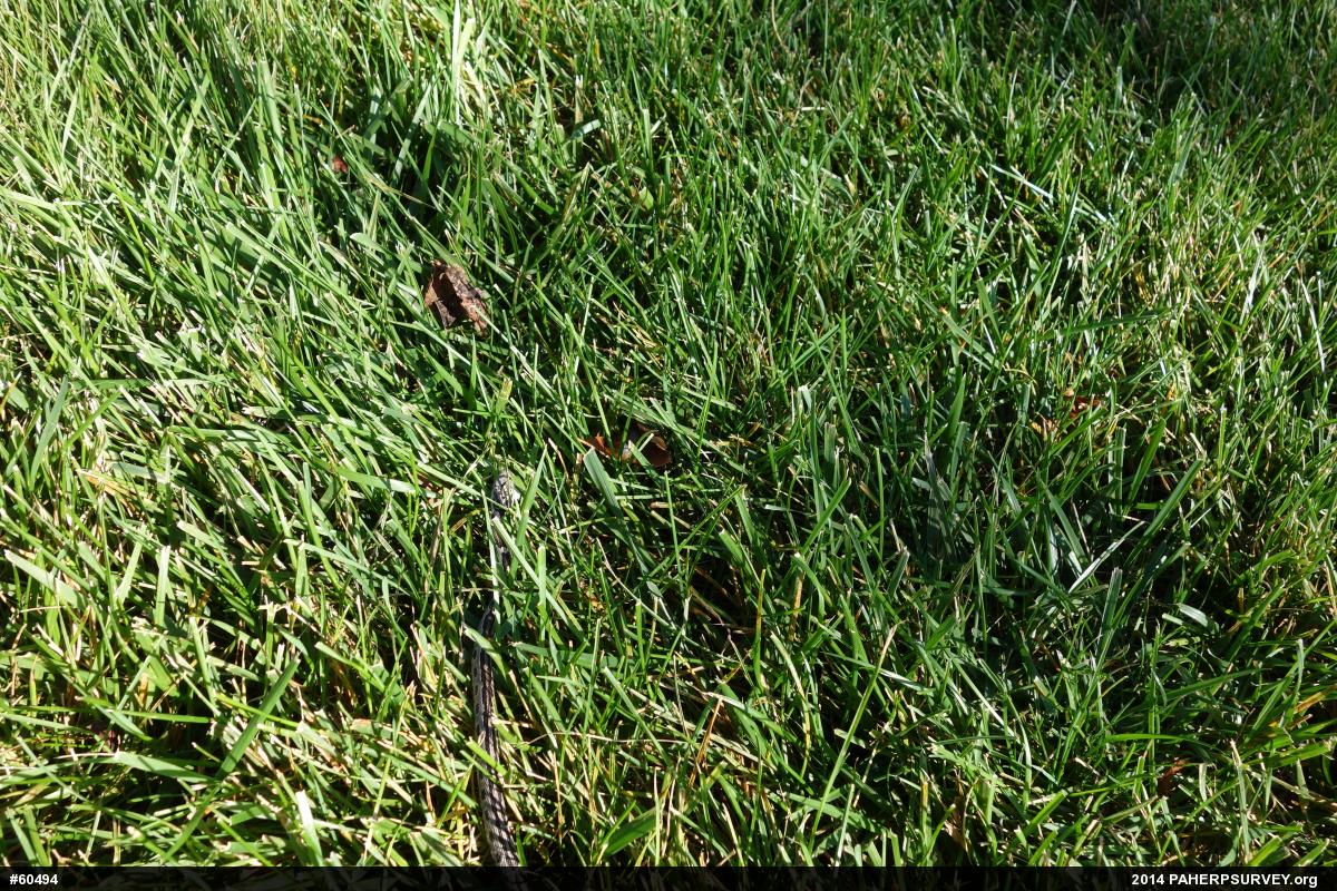 Eastern Ratsnake