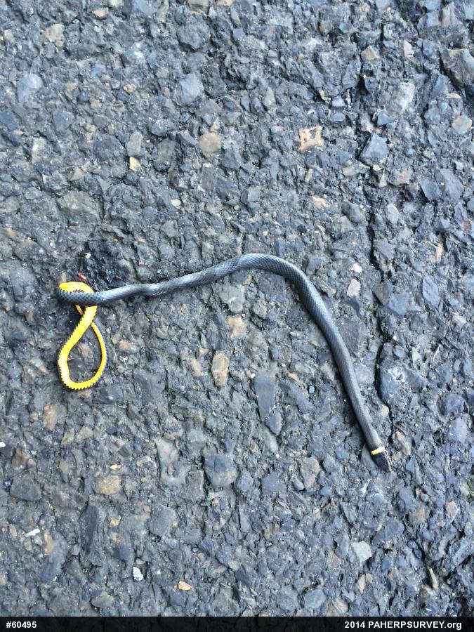 Northern Ring-necked Snake
