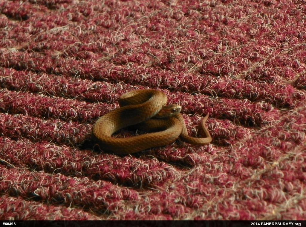 Red-bellied Snake