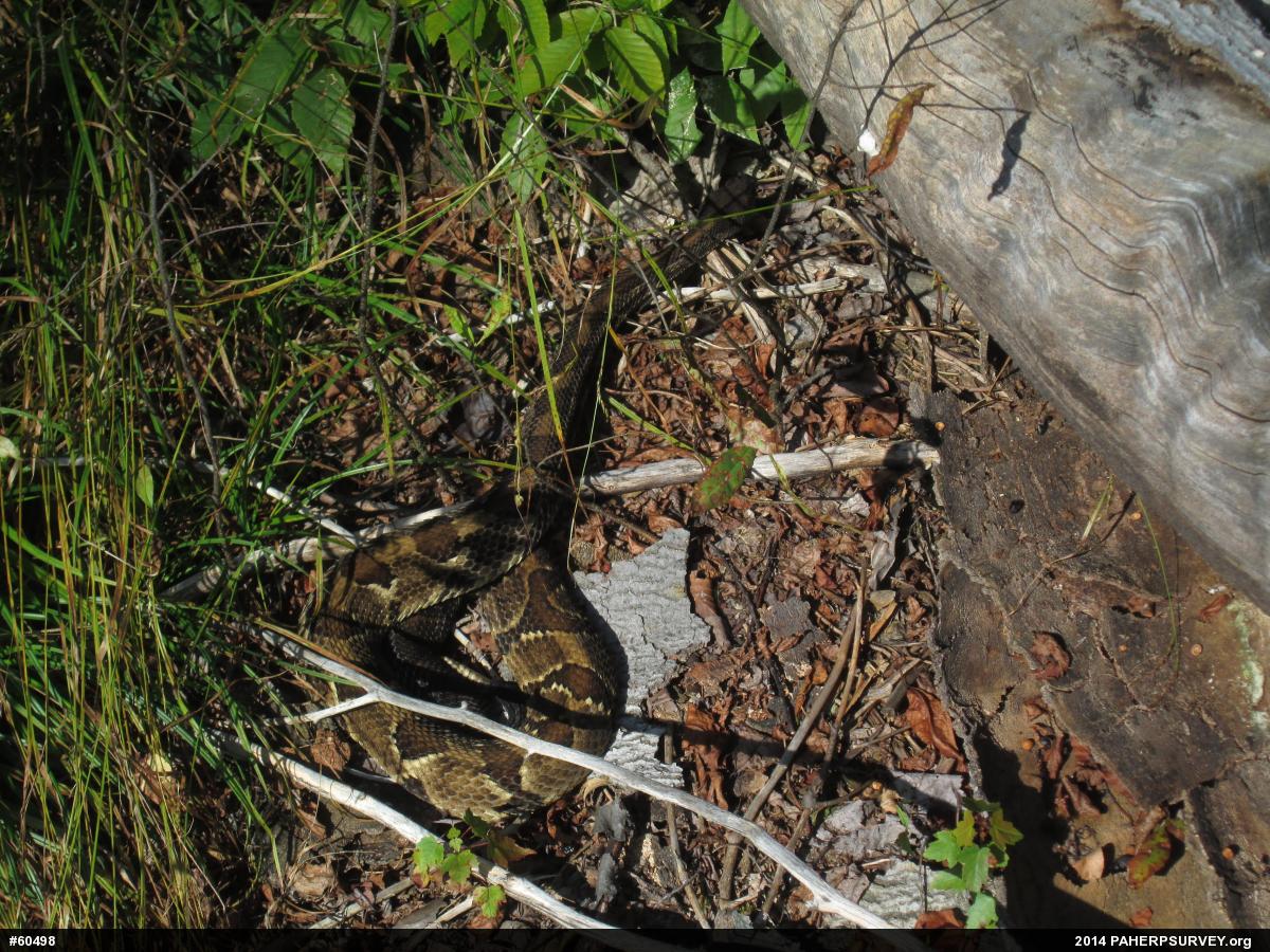 Timber Rattlesnake