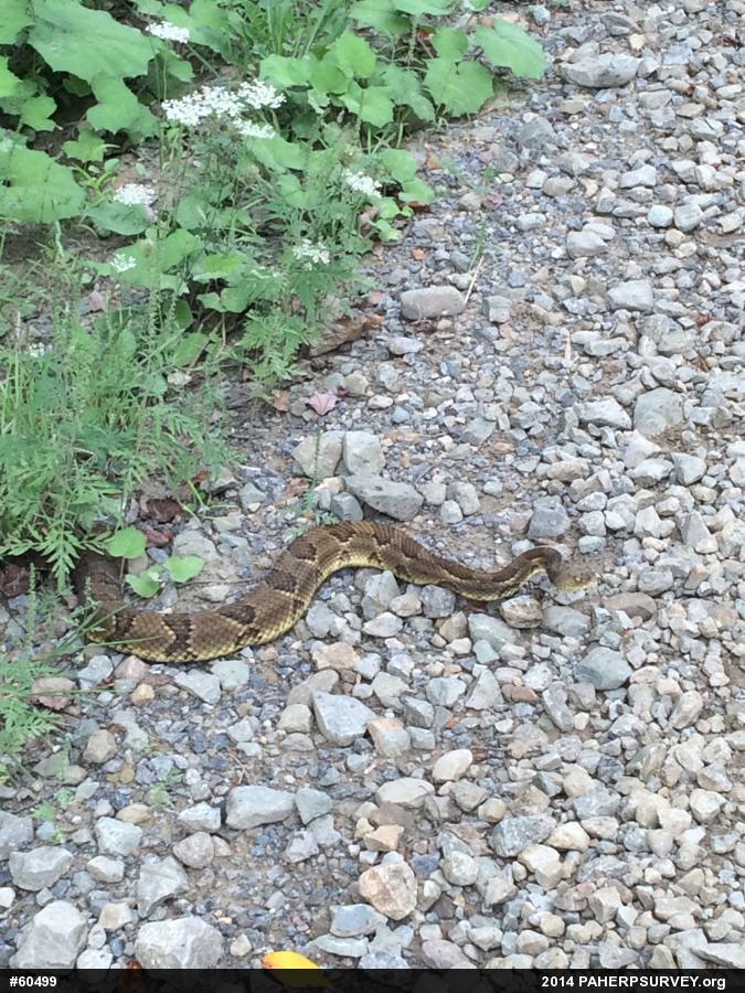 Timber Rattlesnake