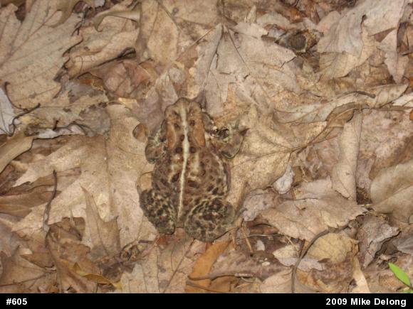 Eastern American Toad