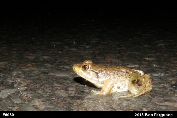 Green Frog