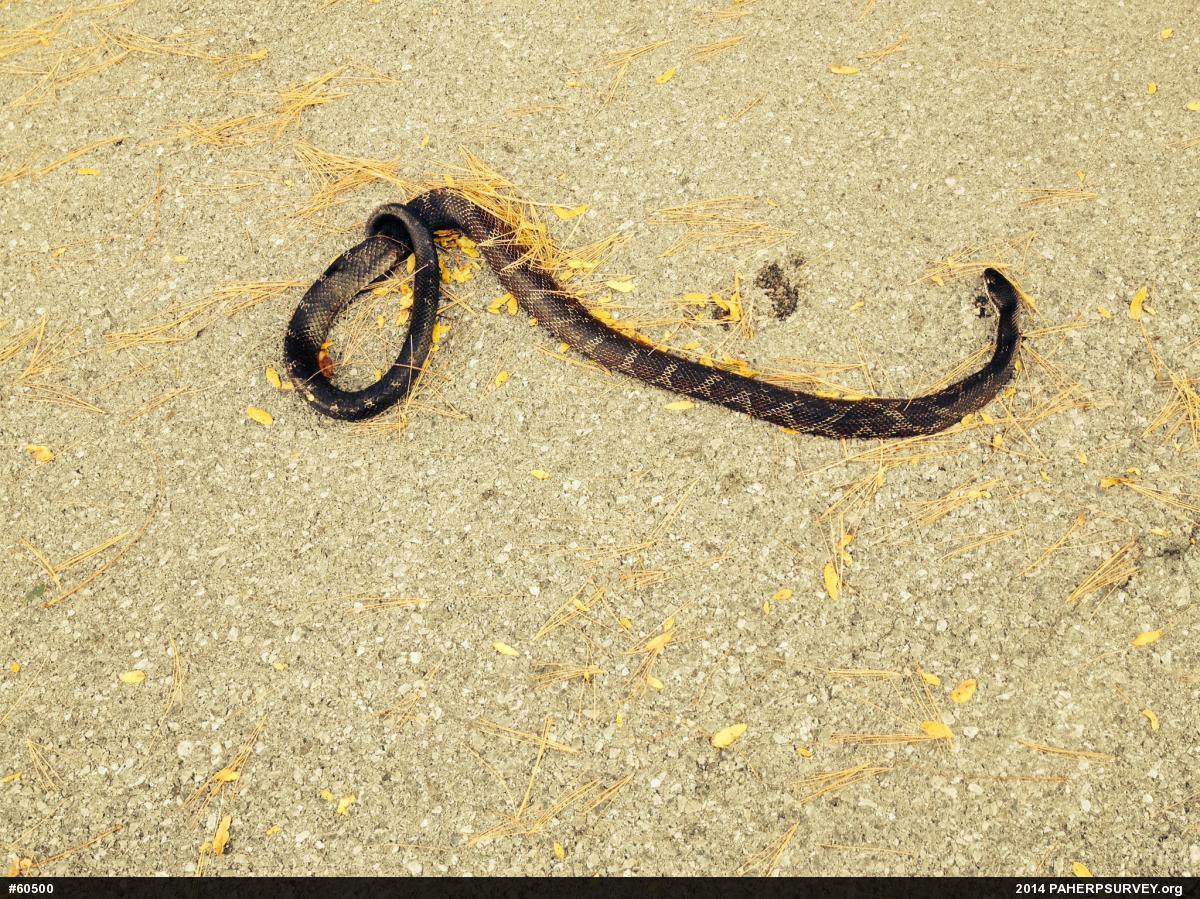 Eastern Ratsnake