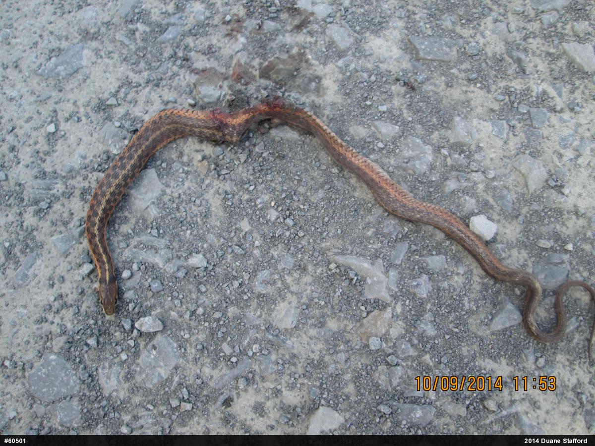 Eastern Gartersnake