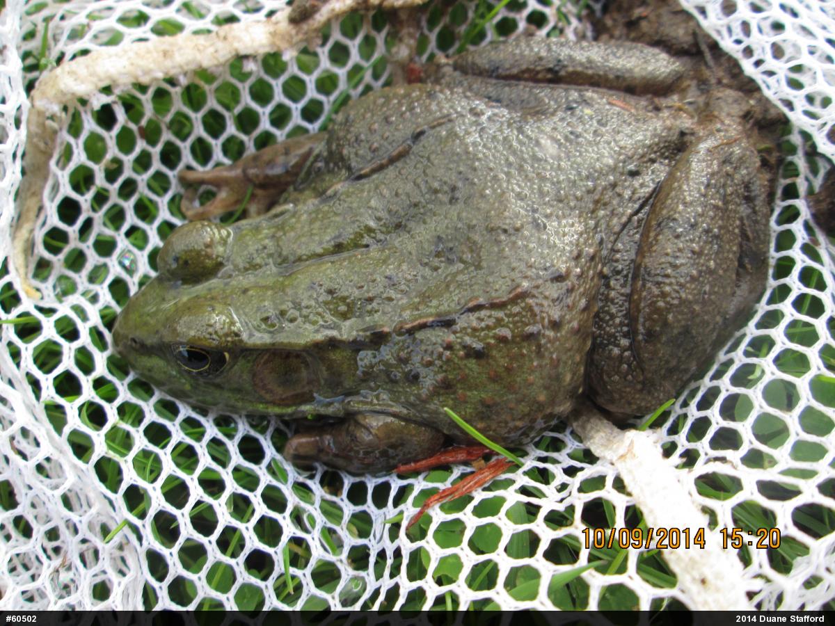 Green Frog