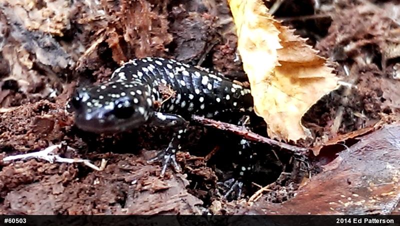 Northern Slimy Salamander