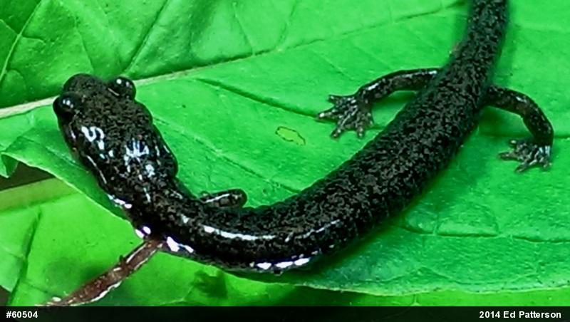 Valley And Ridge Salamander